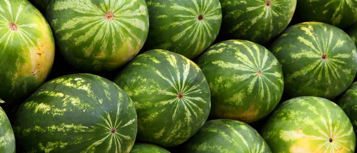 Watermelon & the Wisdom of the Crowd
