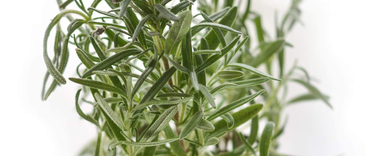 Spring Thymeleaf Tips | Part 1